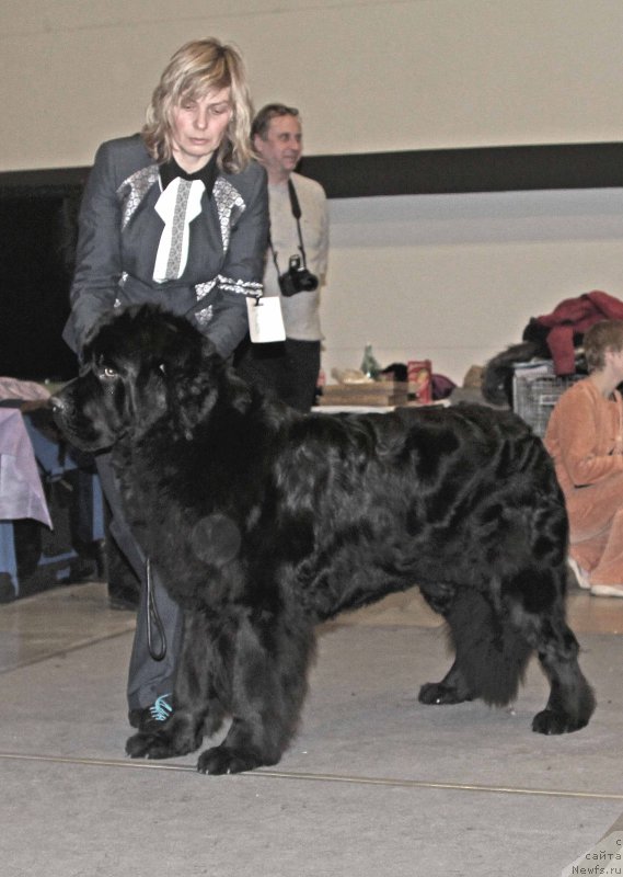 Фото: ньюфаундленд Modiliani is Antagrada (Модильяни из Антаграда)