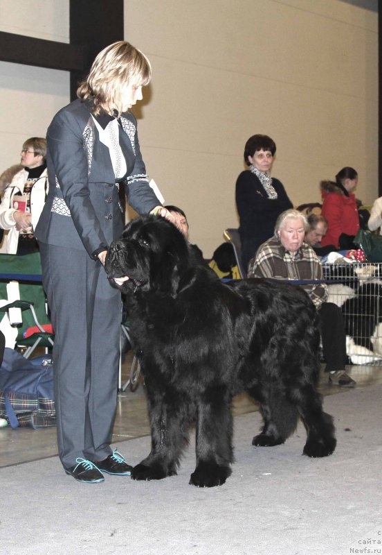 Фото: ньюфаундленд Jonathan Poursmigar iz Volotova