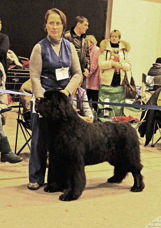 Фото: ньюфаундленд Smigar Tango in the Night (Смигар Танго ин зе Найт)
