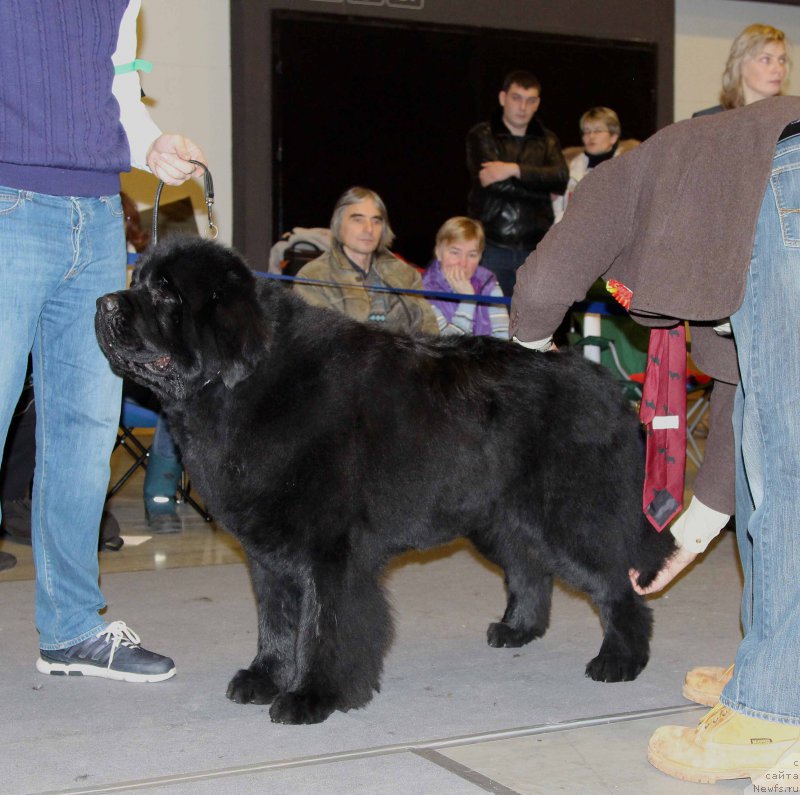 Фото: ньюфаундленд Ursinus Velutus Touch Of Magic