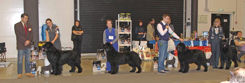 Фото: ньюфаундленд Joyeux Rodger iz Volotova, ньюфаундленд Smigar Tango in the Night (Смигар Танго ин зе Найт), ньюфаундленд Ursinus Velutus Touch Of Magic, ньюфаундленд Jonathan Poursmigar iz Volotova