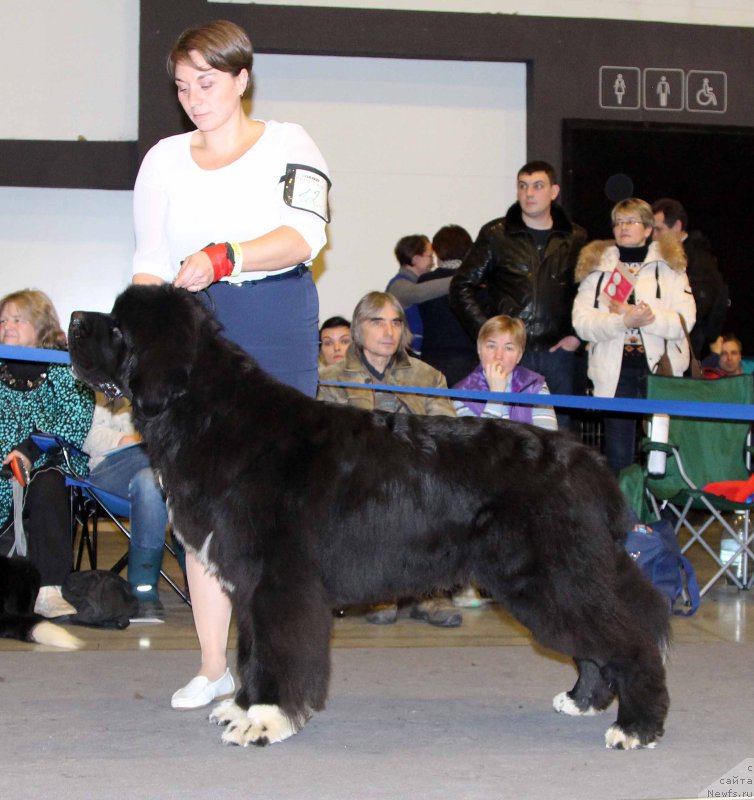 Фото: ньюфаундленд Piternyuf Omnia Vincet Amor (Питерньюф Омниа Винсет Амор)