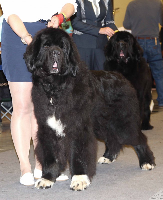 Фото: ньюфаундленд Piternyuf Omnia Vincet Amor (Питерньюф Омниа Винсет Амор)
