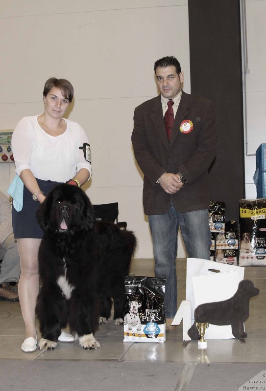 Фото: ньюфаундленд Piternyuf Omnia Vincet Amor (Питерньюф Омниа Винсет Амор)