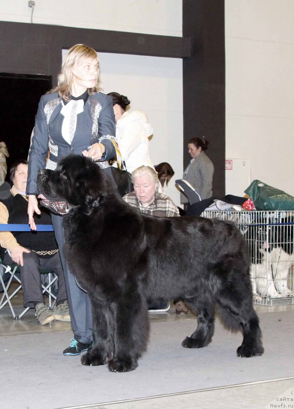 Фото: ньюфаундленд Smigar Liverpulsiy Chetvertak (Смигар Ливерпульский Четвертак)