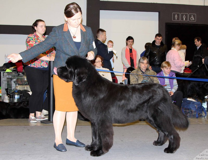 Фото: ньюфаундленд Aquatoriya Kelvin Yurals Great (Акватория Келвин Юралз Грэйт)