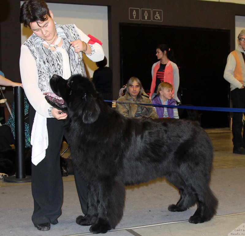 Фото: ньюфаундленд Alfa Dar Oksa Arsemiy (Альфа Дар Окса Арсёмий)