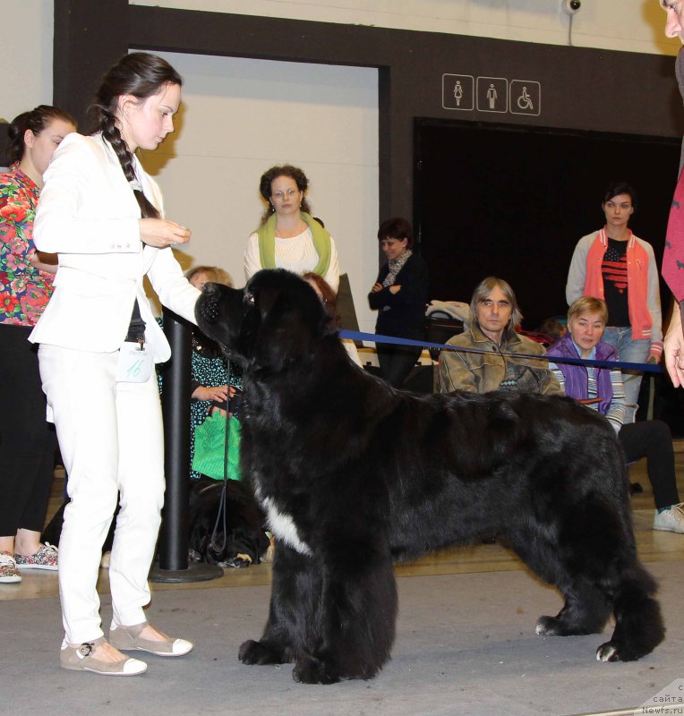 Фото: ньюфаундленд Beguschaya po Volnam Сhart Topper (Бегущая по Волнам Чарт Топпер)