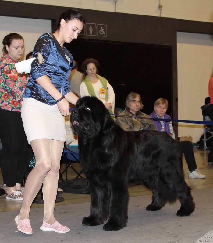 Фото: ньюфаундленд Sent Djons Loving Stare (Сент Джонс Лавин Стэар)