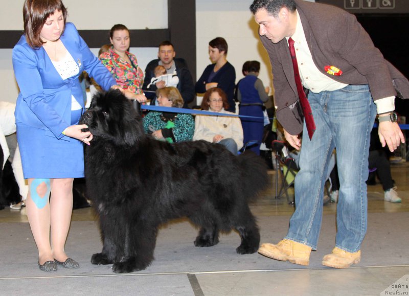 Фото: ньюфаундленд Emir Eldorado is Antagrada (Эмир Эльдорадо из Антаграда)