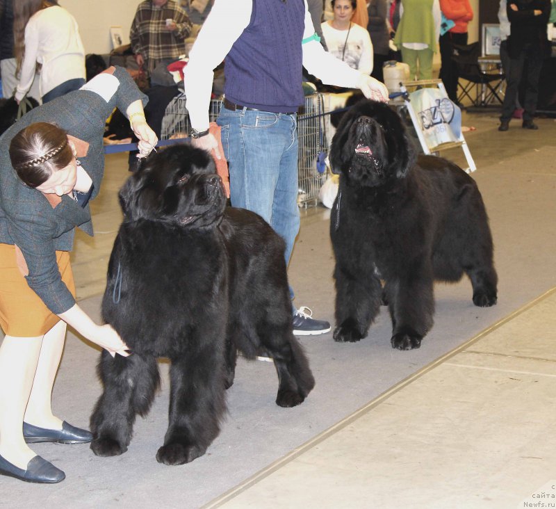 Фото: ньюфаундленд Aquatoriya Kelvin Avanturist (Акватория Келвин Авантюрист), ньюфаундленд Dark Pride Vuitton (Дак Прайд Виттон)