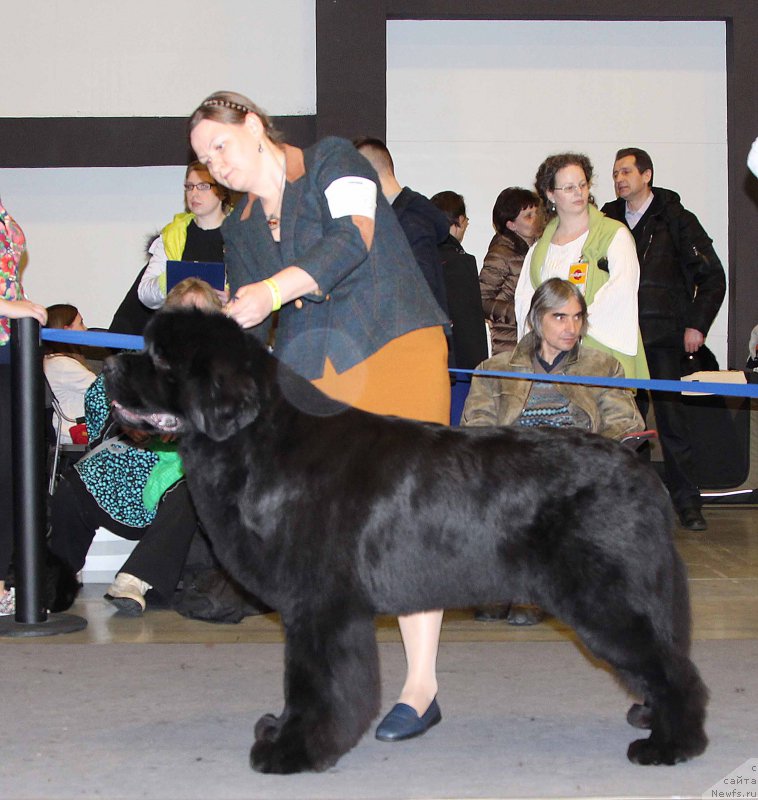 Фото: ньюфаундленд Aquatoriya Kelvin Avanturist (Акватория Келвин Авантюрист)