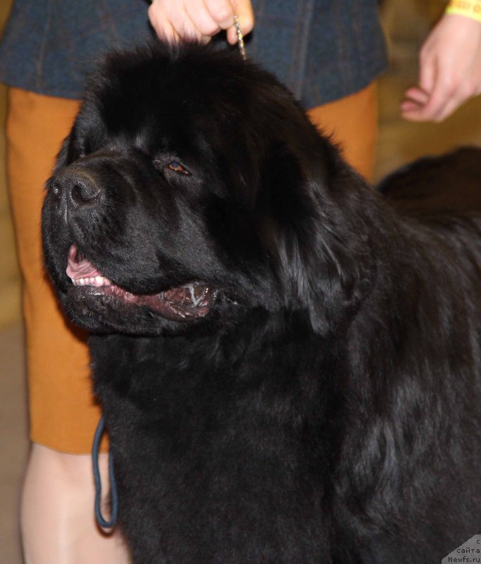 Фото: ньюфаундленд Aquatoriya Kelvin Avanturist (Акватория Келвин Авантюрист)