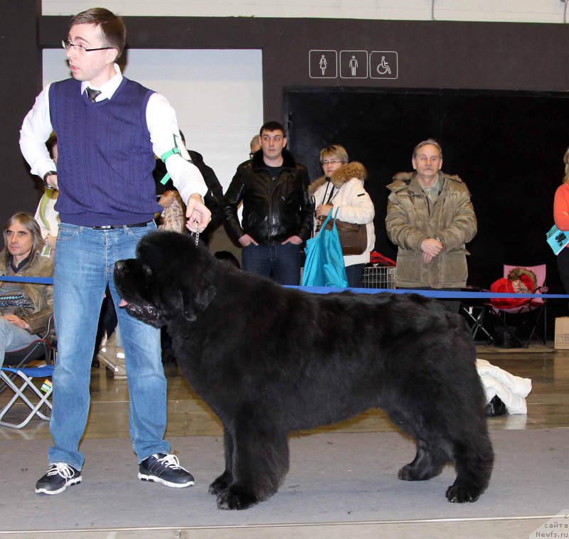 Фото: ньюфаундленд Dark Pride Vuitton (Дак Прайд Виттон)