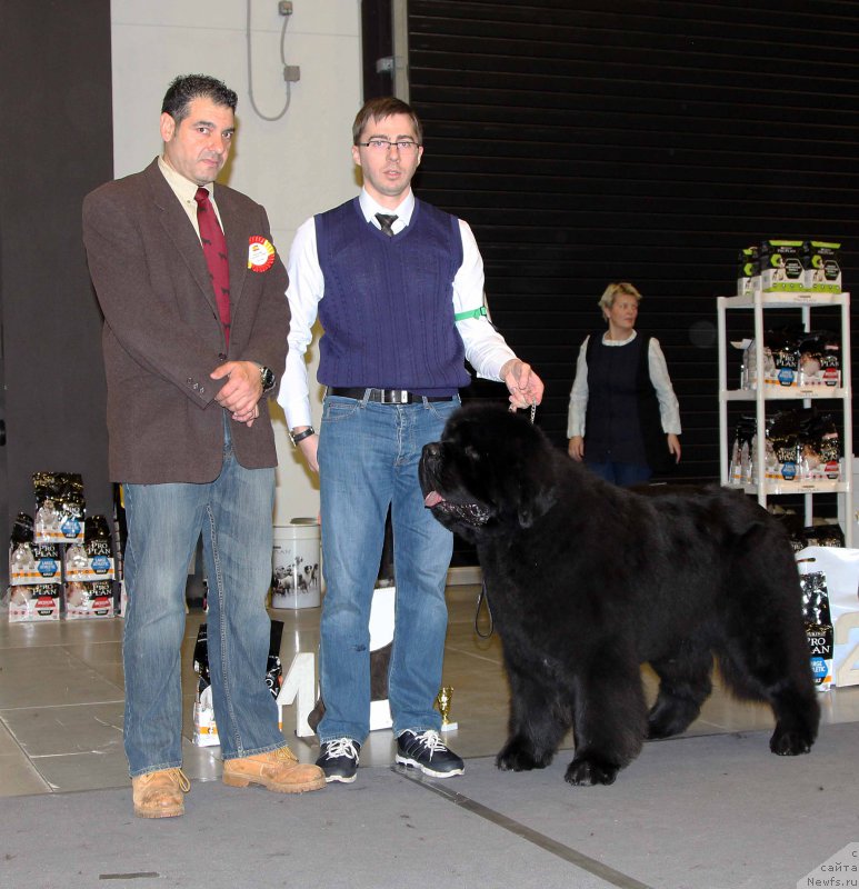 Фото: ньюфаундленд Dark Pride Vuitton (Дак Прайд Виттон)