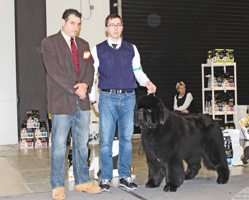 Фото: ньюфаундленд Dark Pride Vuitton (Дак Прайд Виттон)