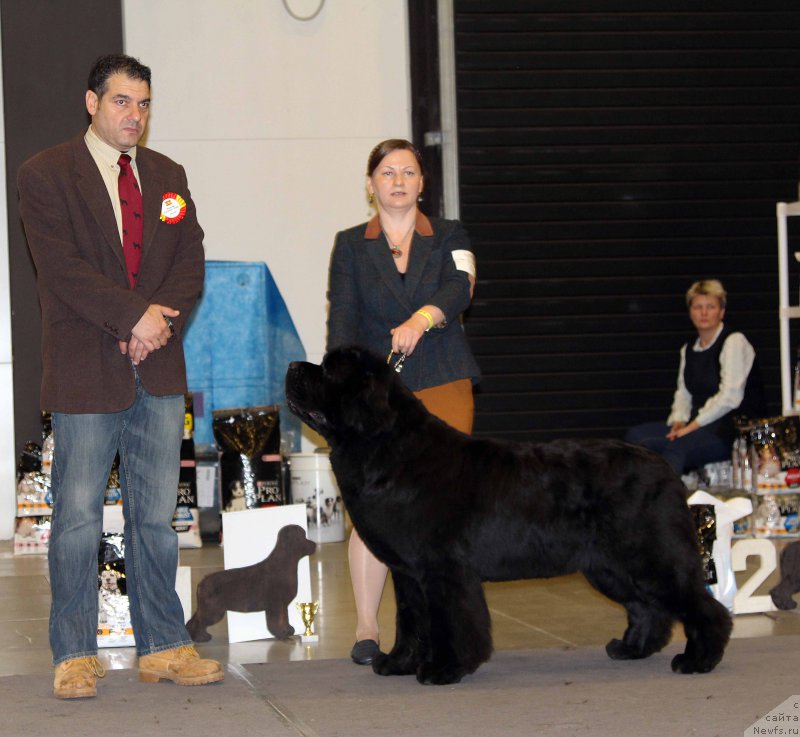 Фото: ньюфаундленд Aquatoriya Kelvin From Siberia at Cayuga (Акватория Келвин Фром Сибириа эт Каюга)