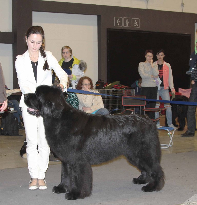 Фото: ньюфаундленд Beguschaya po Volnam Shaman (Бегущая по Волнам Шаман)