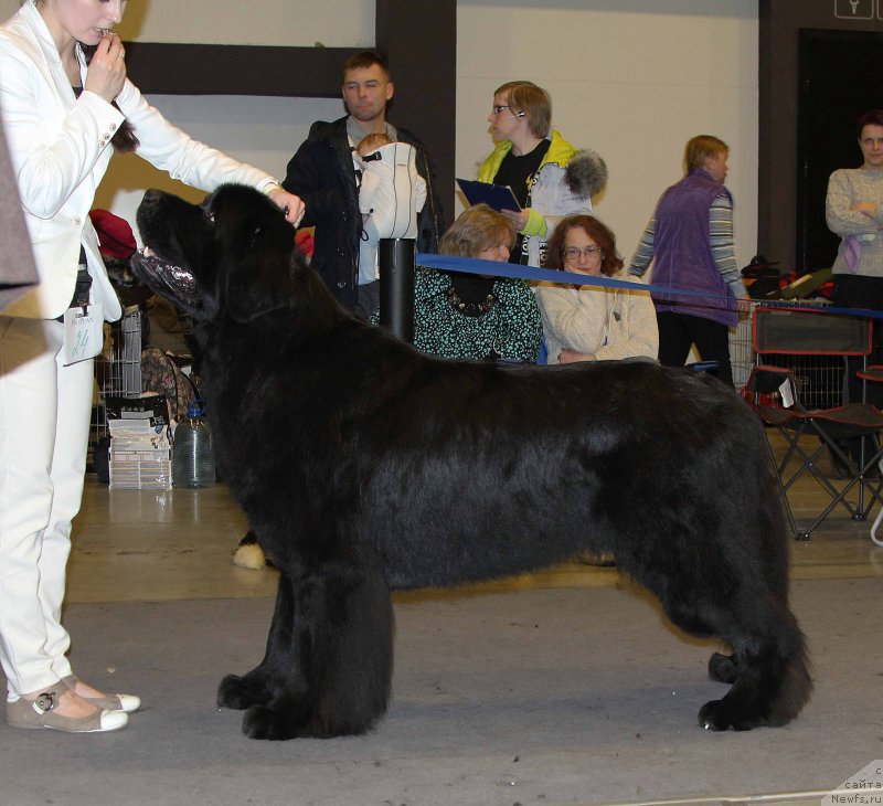 Фото: ньюфаундленд Beguschaya po Volnam Shaman (Бегущая по Волнам Шаман)