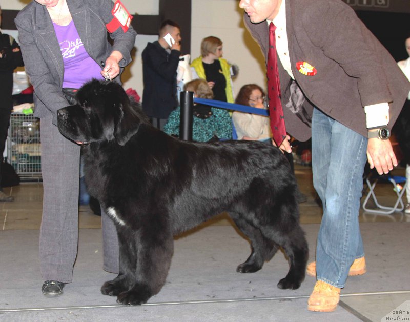 Фото: ньюфаундленд Super Bizon Liliman (Супер Бизон Лилимэн)