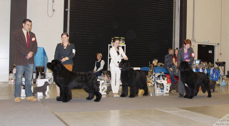 Фото: ньюфаундленд Aquatoriya Kelvin From Siberia at Cayuga (Акватория Келвин Фром Сибириа эт Каюга), ньюфаундленд Beguschaya po Volnam Shaman (Бегущая по Волнам Шаман), ньюфаундленд Super Bizon Liliman (Супер Бизон Лилимэн)