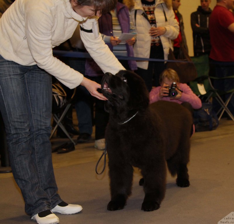 Фото: ньюфаундленд Chernaya Mafia Because I Am Worth It (Черная Мафия Бекаусе И Ам Вортх Ит)