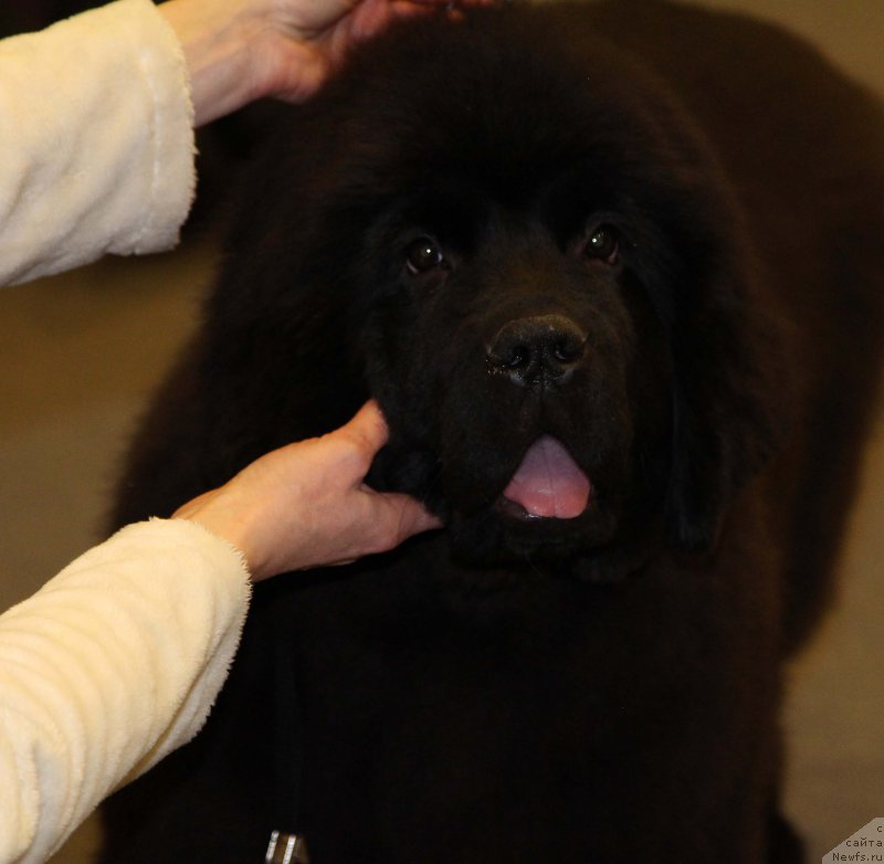 Фото: ньюфаундленд Chernaya Mafia Because I Am Worth It (Черная Мафия Бекаусе И Ам Вортх Ит)