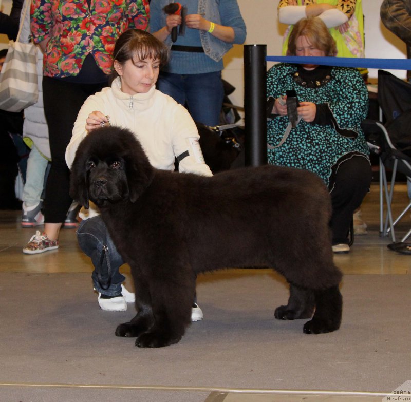 Фото: ньюфаундленд Chernaya Mafia Because I Am Worth It (Черная Мафия Бекаусе И Ам Вортх Ит)