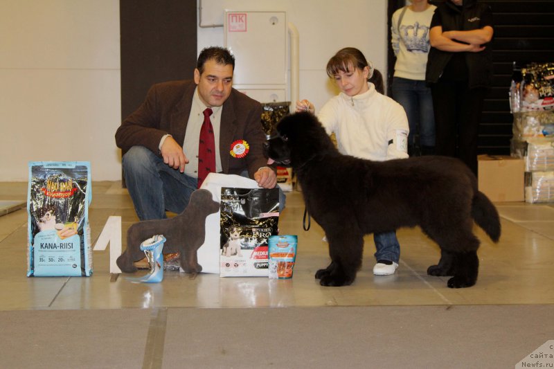 Фото: ньюфаундленд Chernaya Mafia Because I Am Worth It (Черная Мафия Бекаусе И Ам Вортх Ит)