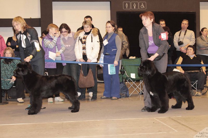 Фото: ньюфаундленд Beguschaya po Volnam God Bless Queen (Бегущая по Волнам Год Блеек Кюеен), ньюфаундленд Terra Viktoriya Vodnaya Nimfa (Терра Виктория Водная Нимфа)