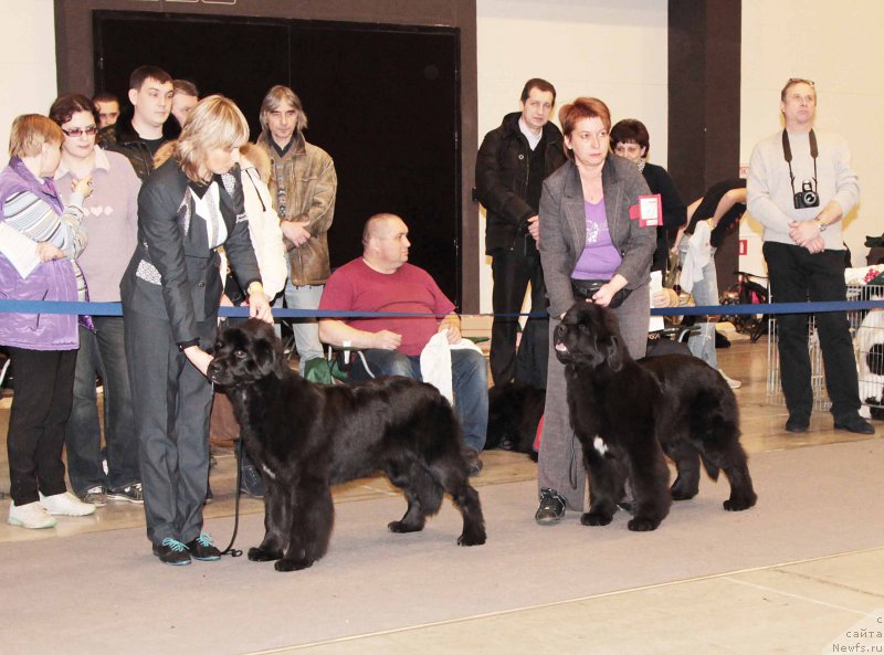 Фото: ньюфаундленд Beguschaya po Volnam God Bless Queen (Бегущая по Волнам Год Блеек Кюеен), ньюфаундленд Terra Viktoriya Vodnaya Nimfa (Терра Виктория Водная Нимфа)