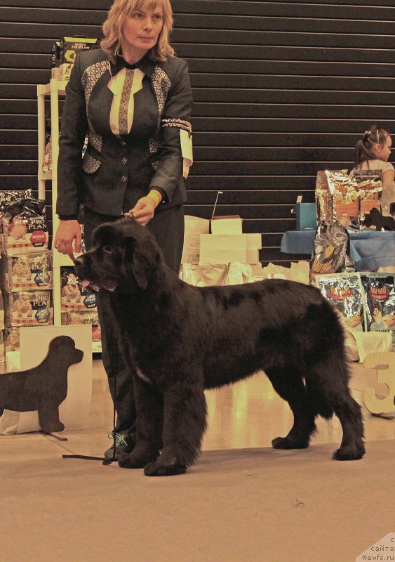 Фото: ньюфаундленд Beguschaya po Volnam God Bless Queen (Бегущая по Волнам Год Блеек Кюеен)