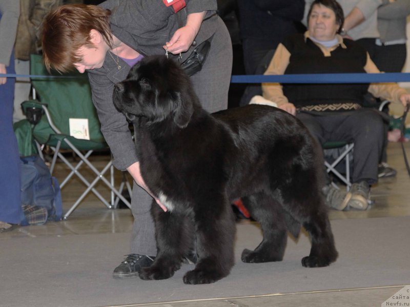 Фото: ньюфаундленд Terra Viktoriya Vodnaya Nimfa (Терра Виктория Водная Нимфа)