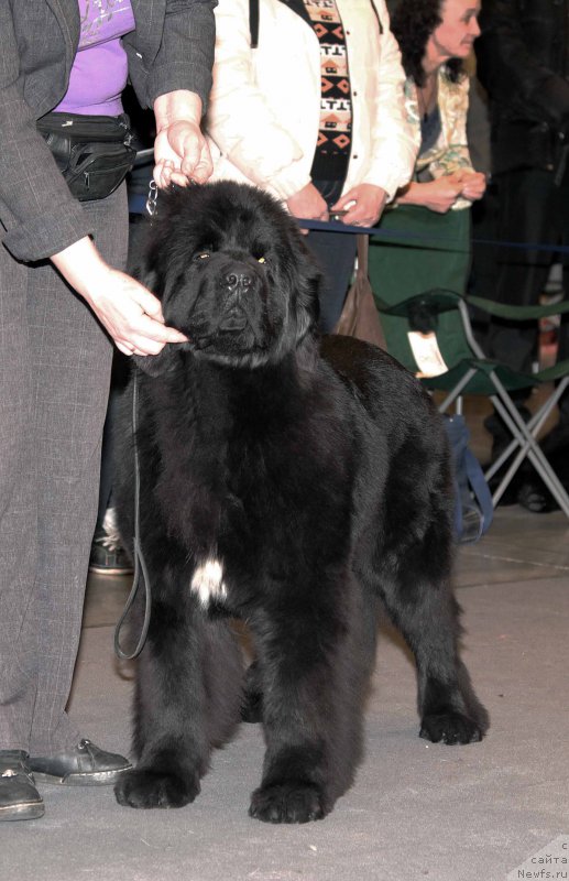 Фото: ньюфаундленд Terra Viktoriya Vodnaya Nimfa (Терра Виктория Водная Нимфа)