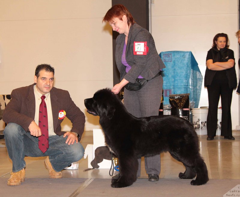 Фото: ньюфаундленд Terra Viktoriya Vodnaya Nimfa (Терра Виктория Водная Нимфа)