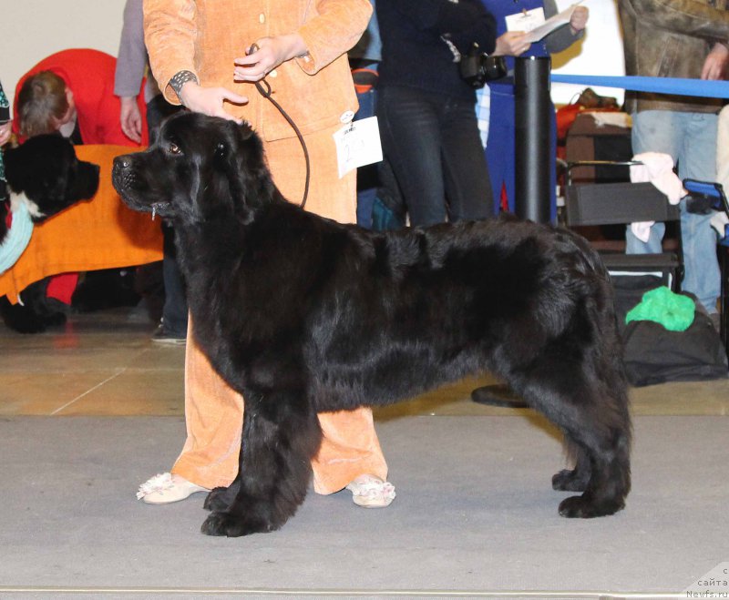 Фото: ньюфаундленд Belkonder-Club Bella Renaissance (Белкондер-Клаб Белла Ренессанс)