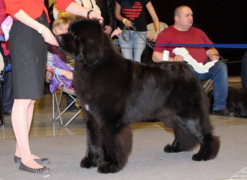 Фото: ньюфаундленд Coast Defence Newfoundland Hills