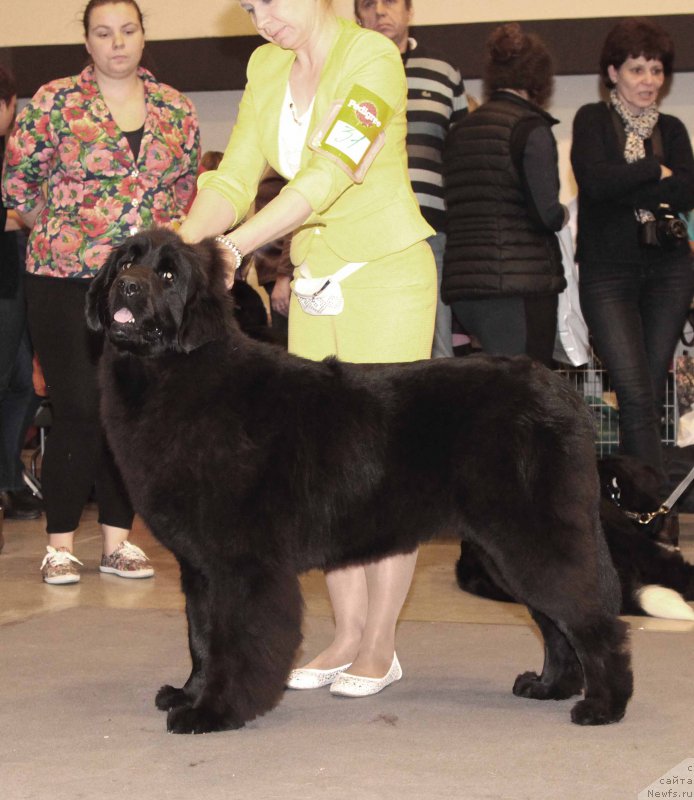 Фото: ньюфаундленд Enigmatic kingd Angel of Soul (Енигматик Кингд Ангел оф Cоул)