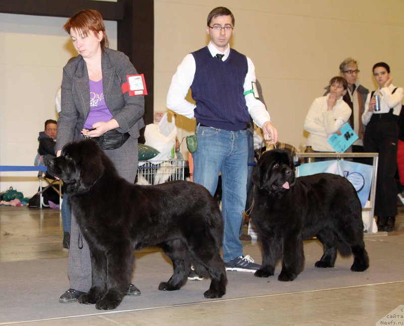 Фото: ньюфаундленд Zimushka Zima iz Unikalnoy Kollektsii (Зимушка Зима из Уникальной Коллекции), ньюфаундленд King of Helluland Glitter in the Air