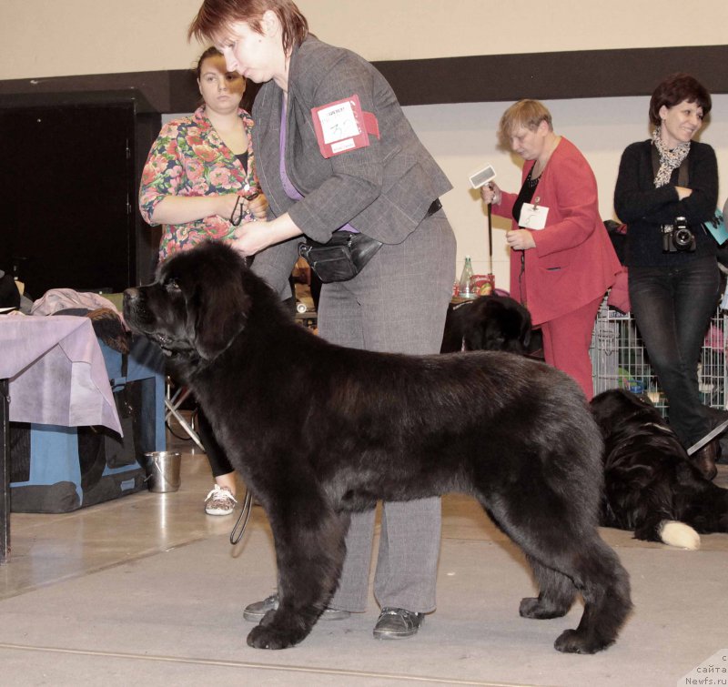 Фото: ньюфаундленд Zimushka Zima iz Unikalnoy Kollektsii (Зимушка Зима из Уникальной Коллекции)