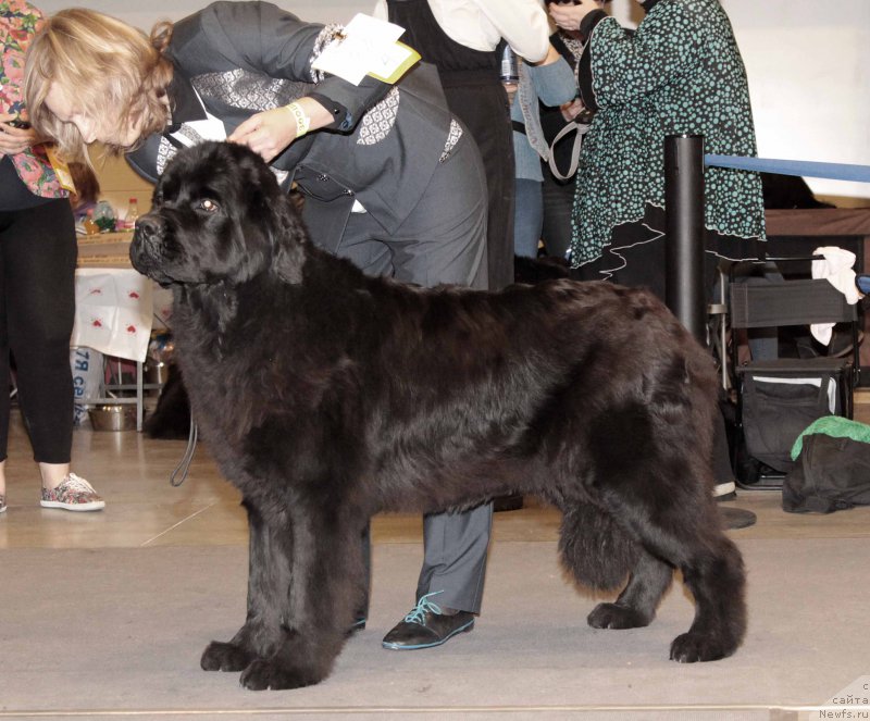 Фото: ньюфаундленд Montserrat Caballe is Antagrada (Монтсеррат Кабалье из Антаграда)