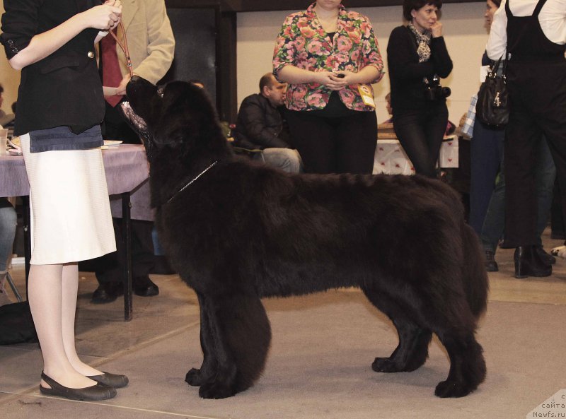 Фото: ньюфаундленд Moya Stikhiya Loreyn Ditrix (Моя Стихия Лорейн Дитрих)