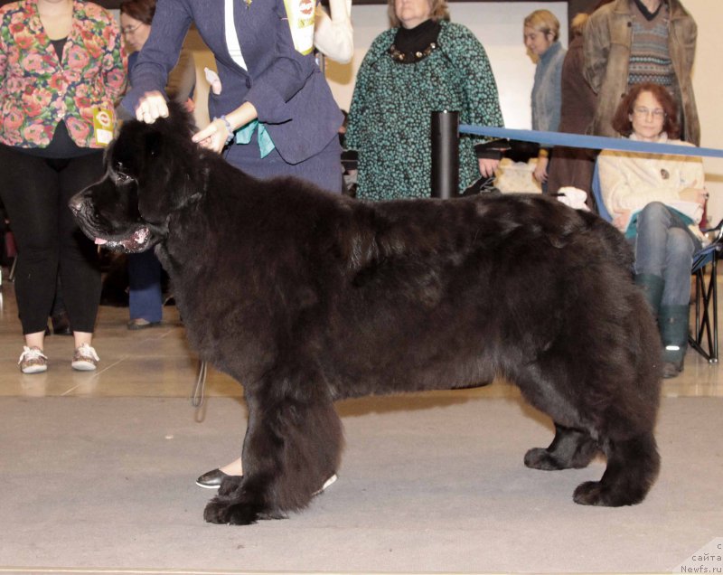 Фото: ньюфаундленд Smigar Blondy Marilyn (Смигар Блонди Мэрилин)