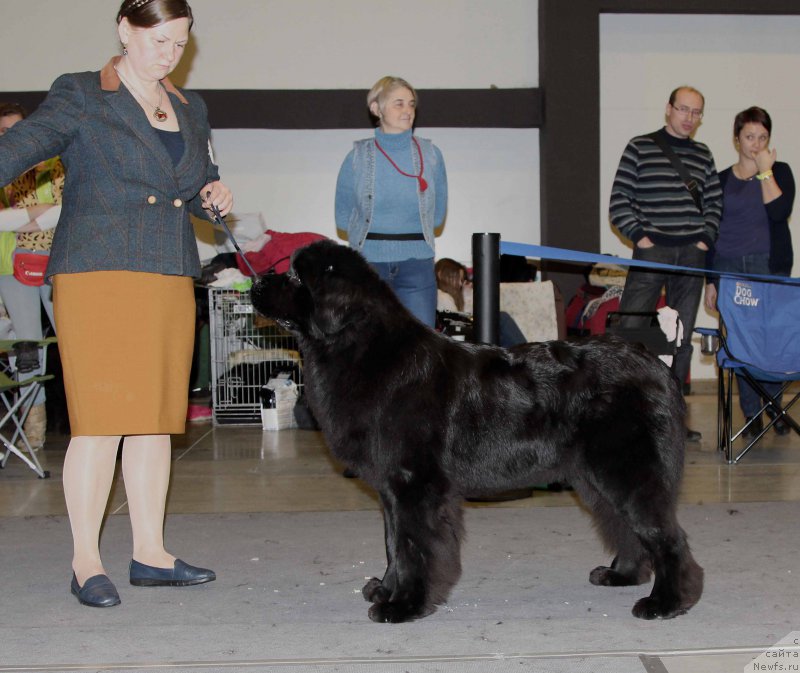 Фото: ньюфаундленд Aquatoriya Kelvin Gloria (Акватория Келвин Глория)