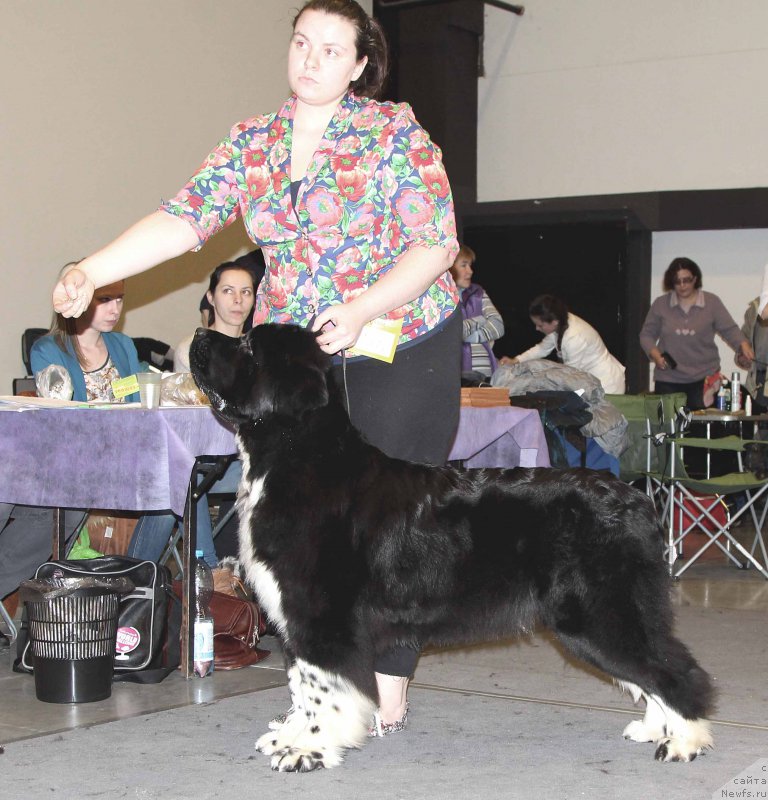 Фото: ньюфаундленд Aquatoriya Kelvin Domino (Акватория Келвин Домино)