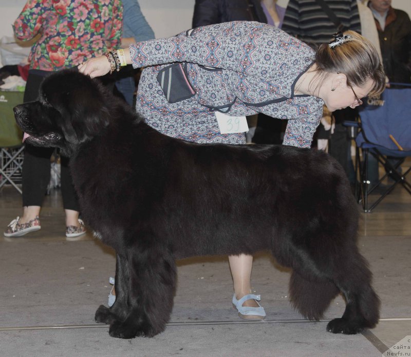 Фото: ньюфаундленд Beguschaya po Volnam Bravo Bravissimo (Бегущая по Волнам Браво Брависсимо)
