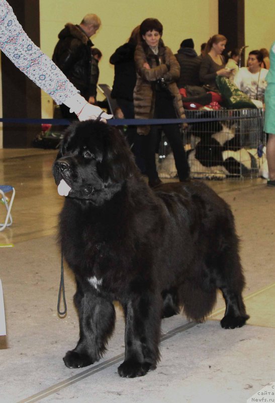 Фото: ньюфаундленд Beguschaya po Volnam Bravo Bravissimo (Бегущая по Волнам Браво Брависсимо)