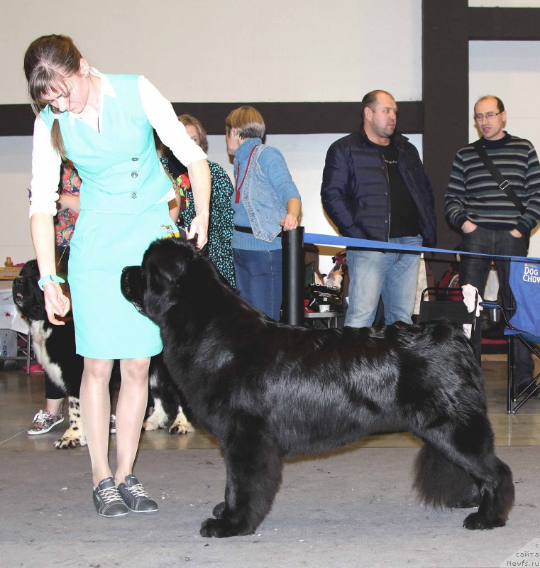 Фото: ньюфаундленд Belkonder-Club Jamaica Blue Mountin (Белкондер-Клаб Ямайка Блю Маунтин)