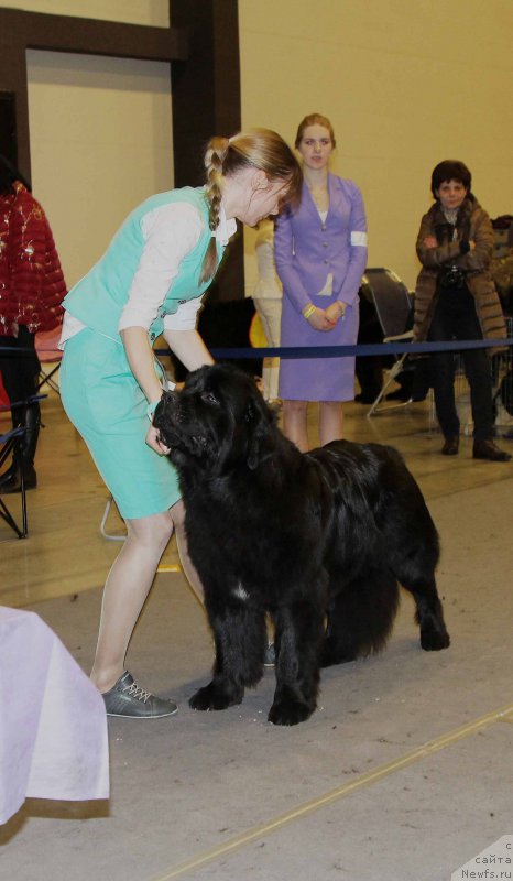 Фото: ньюфаундленд Belkonder-Club Jamaica Blue Mountin (Белкондер-Клаб Ямайка Блю Маунтин)