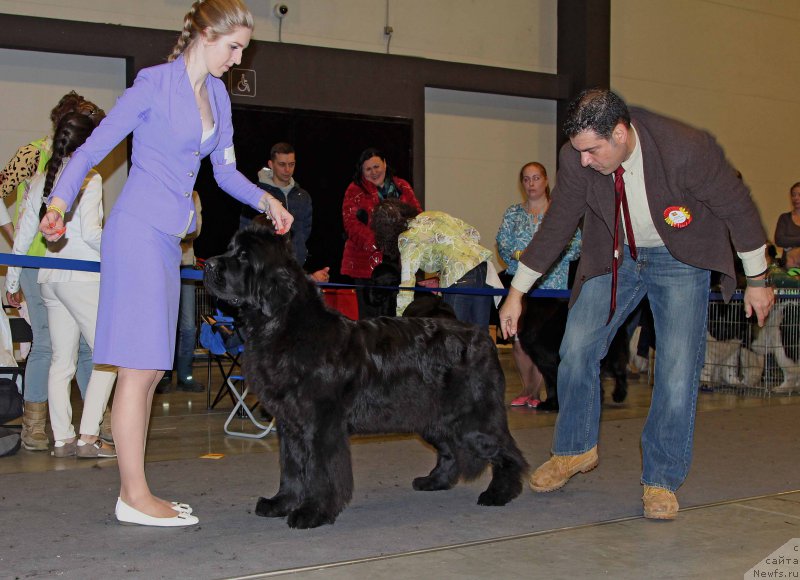 Фото: ньюфаундленд Beguschaya po Volnam Chess Queen in Black (Бегущая по Волнам Чесс Квин Ин Блэк)